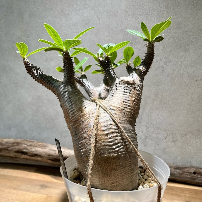 パキポディウム マカイエンセ【2】 | 塊祭