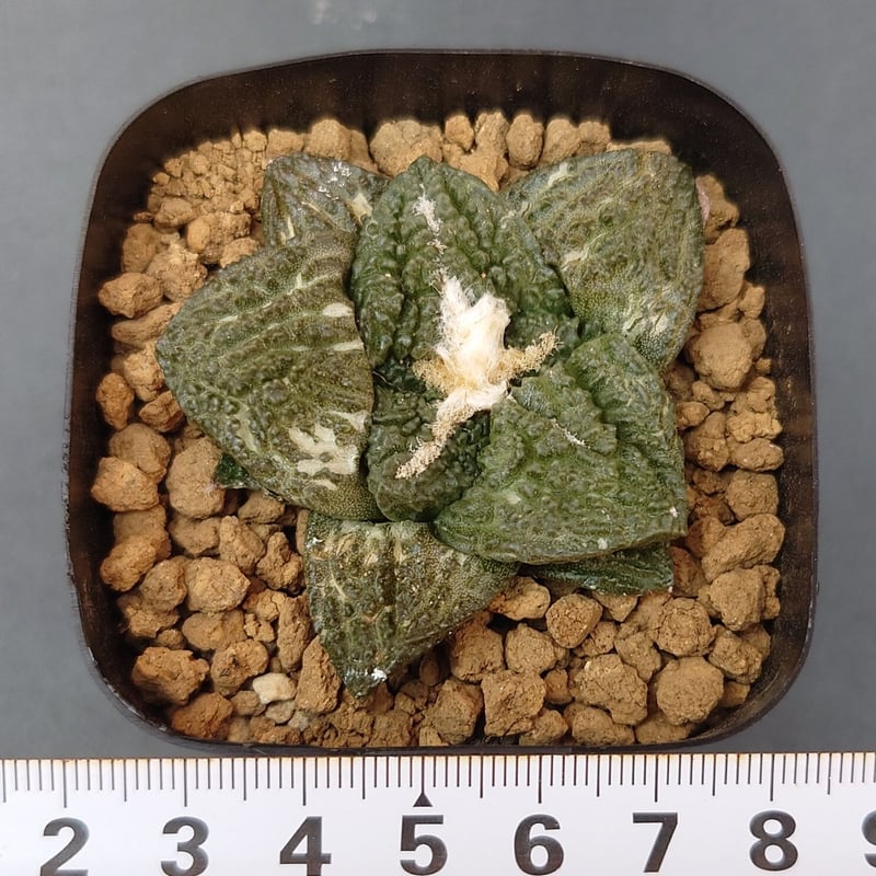 亀甲牡丹”ゴジラ”/アリオカルプス | studio GP