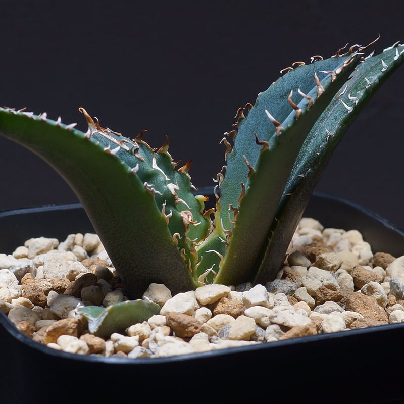 アガベ チタノタ 白鯨 子株 鉢付き（WW-14） | アガベ専門店