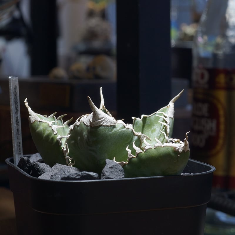 アガベ チタノタ 悪魔くん ak-02 | アガベ専門店 モンスターハウス