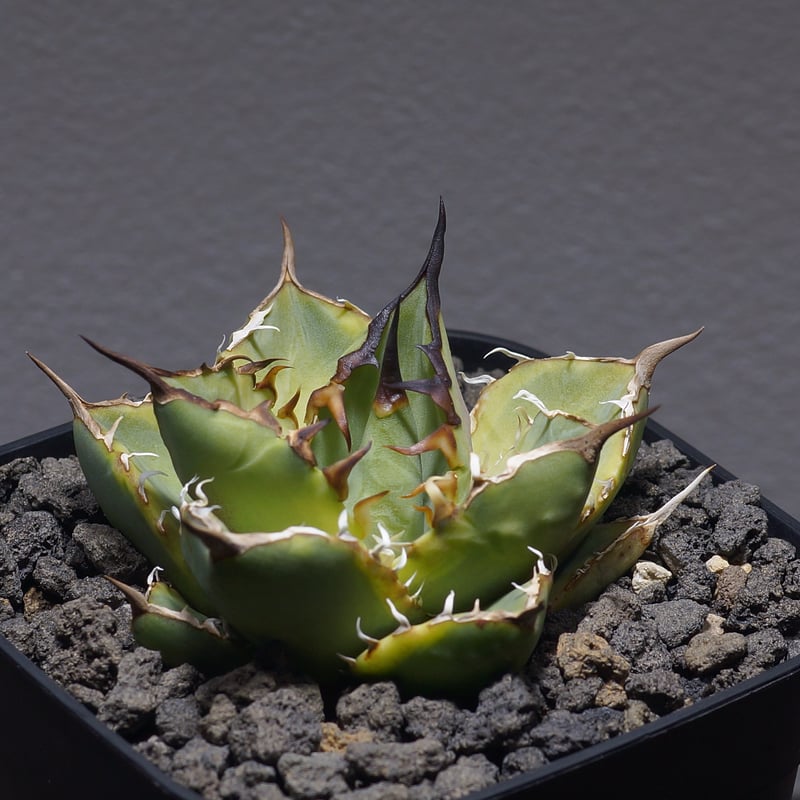 アガベ チタノタ ナンバーワン錦/子株 N1-06 | アガベ専門店