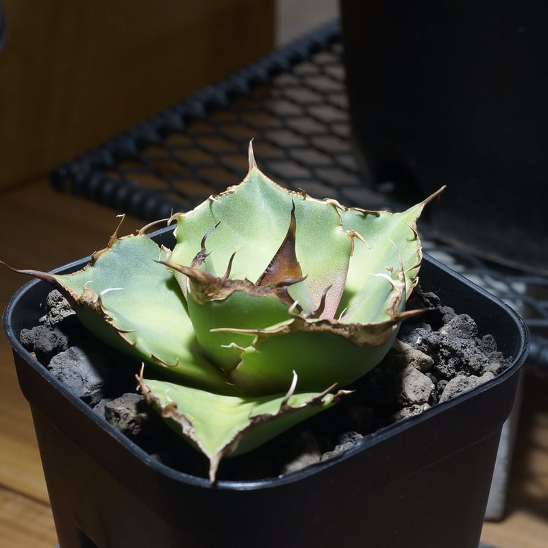 アガベ チタノタ 黒豹/子株 BP-08 | アガベ専門店 モンスターハウス