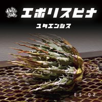 アガベ チタノタ スナグルトゥース 暴牙 /ST-01 | アガベ専門店