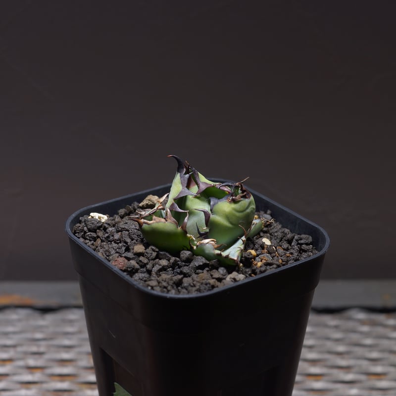 アガベ チタノタ ブラックアンドブルー/bb-25 | アガベ専門店