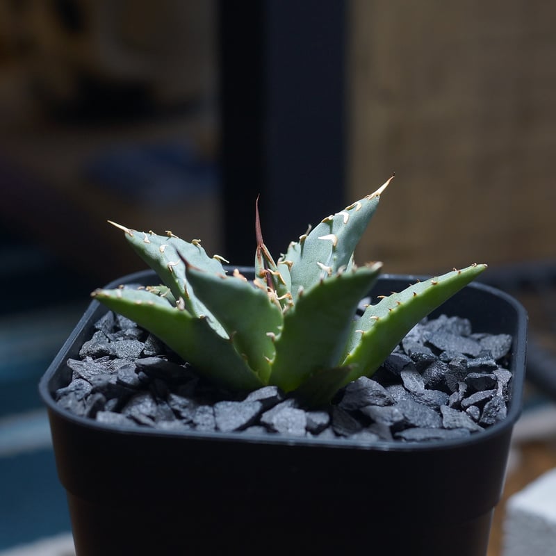 アガベ ハイブリッド 妖炎×姫厳竜/ Y×H-13 | アガベ専門店 モンスター