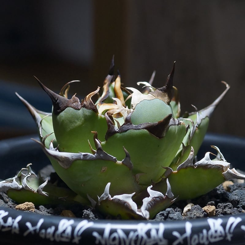 アガベ チタノタ ハデス / 黒帝斯 HD-06 | アガベ専門店 モンスターハウス