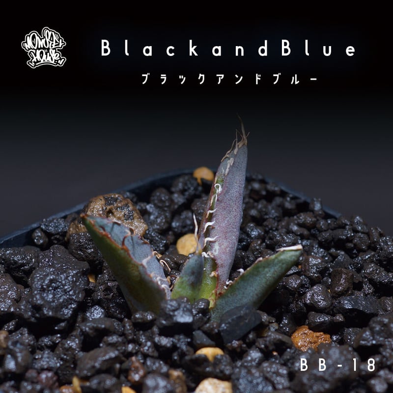 アガベ チタノタ ブラックアンドブルー（bb-18）BB子株 | アガベ専門店