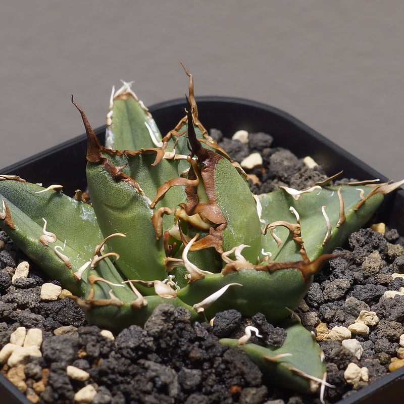 アガベ オアハカ オテロイ/ox-06 | アガベ専門店 モンスターハウス