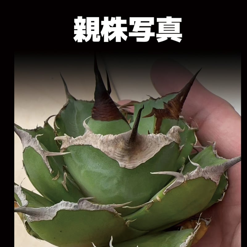 アガベ チタノタ 黒豹/子株 BP-06 | アガベ専門店 モンスターハウス