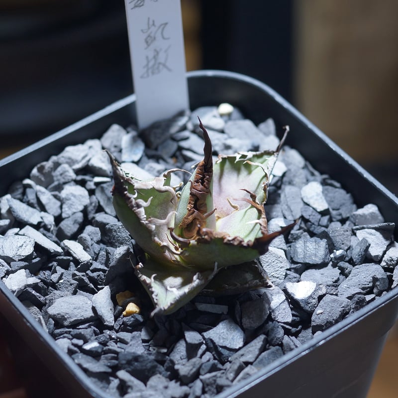 アガベ チタノタ シーザー 凱撒/ 毒刺産 cae-12 | アガベ専門店