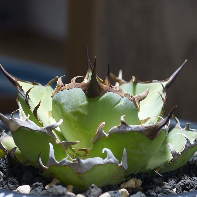 アガベ チタノタ ハデス / 黒帝斯 HD-07 | アガベ専門店 モンスターハウス