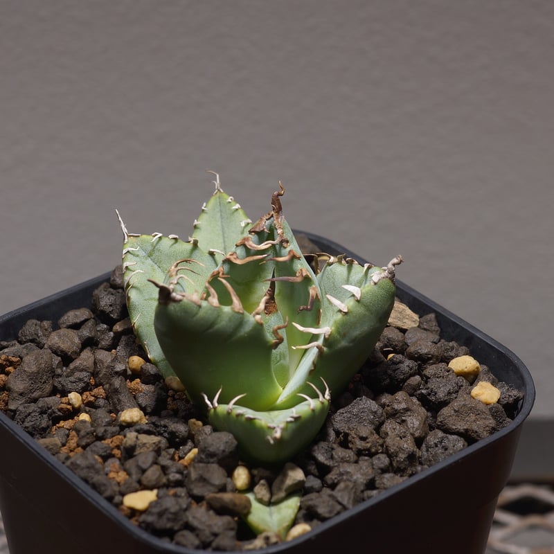 アガベ チタノタ 魔丸 / MG-04 | アガベ専門店 モンスターハウス