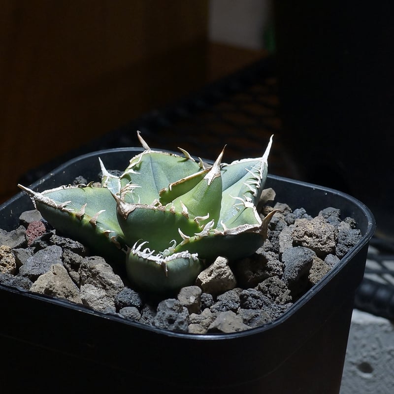 アガベ チタノタ 南アフリカダイヤモンド / SAD-10 | アガベ専門店