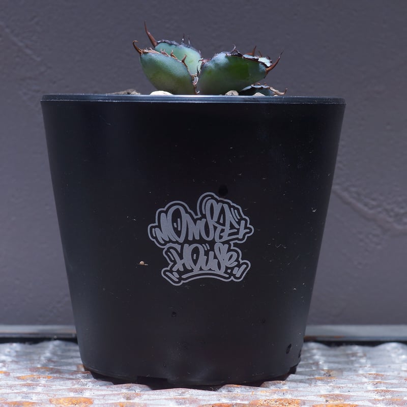 アガベ チタノタ ブラックアンドブルー/bb-21 | アガベ専門店