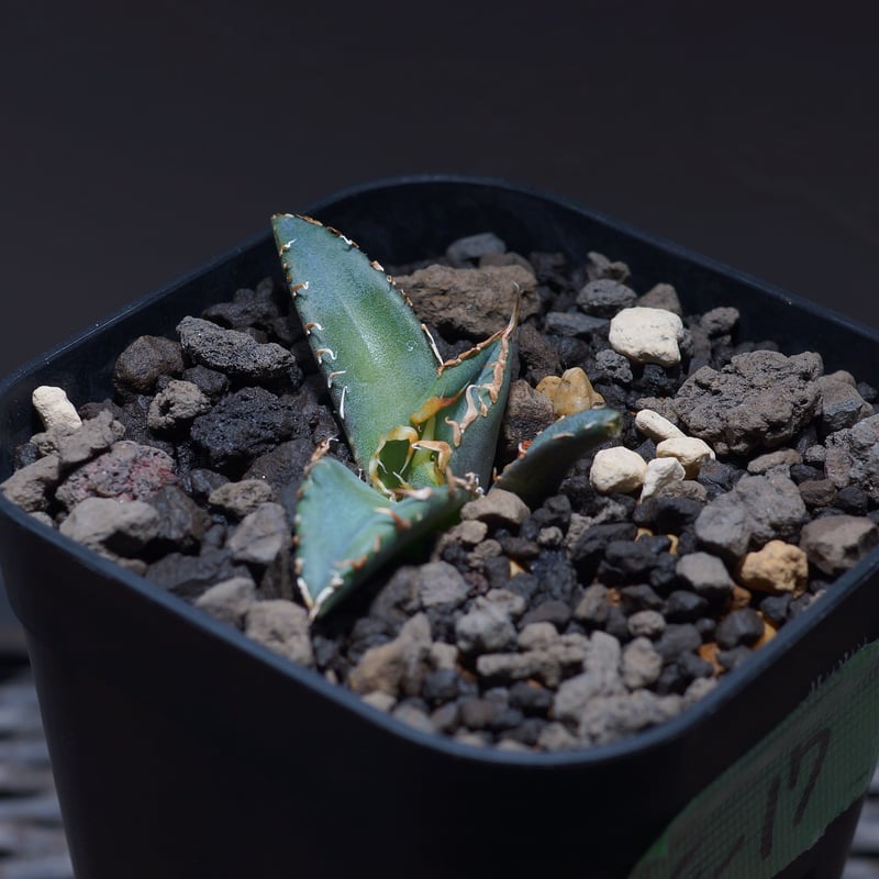 earnest hearts armsアーネストハート鉢