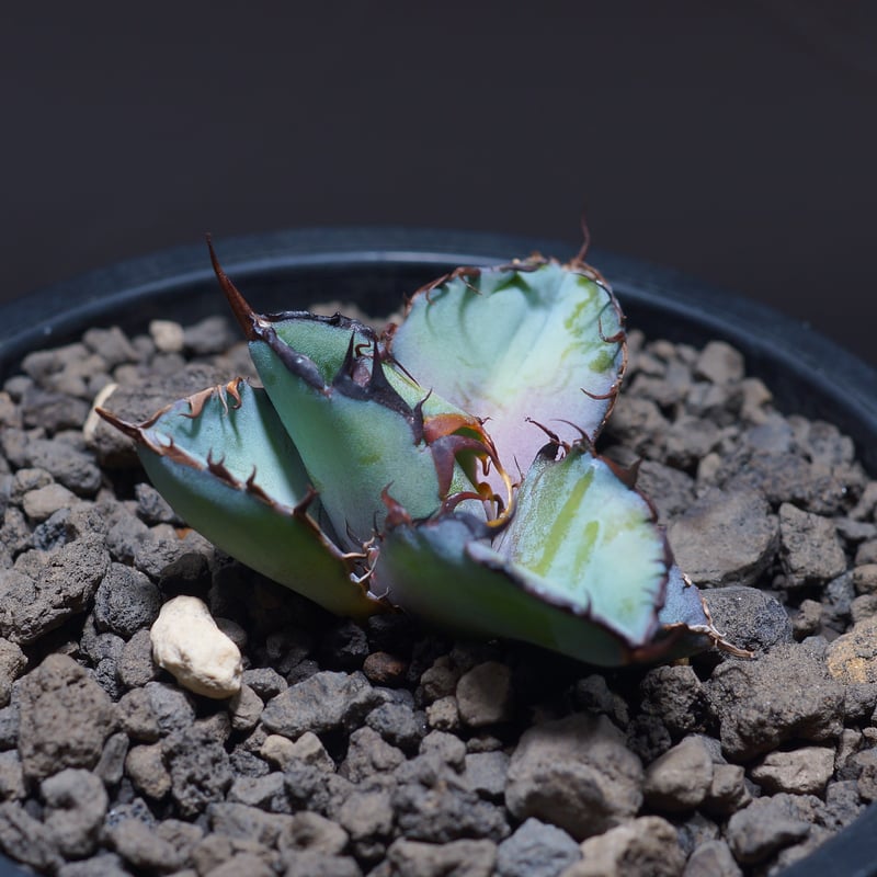 アガベ チタノタ ブラックアンドブルー/bb-21 | アガベ専門店