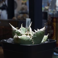 アガベ オアハカ オテロイ/ 親株 ox-08 | アガベ専門店 モンスターハウス