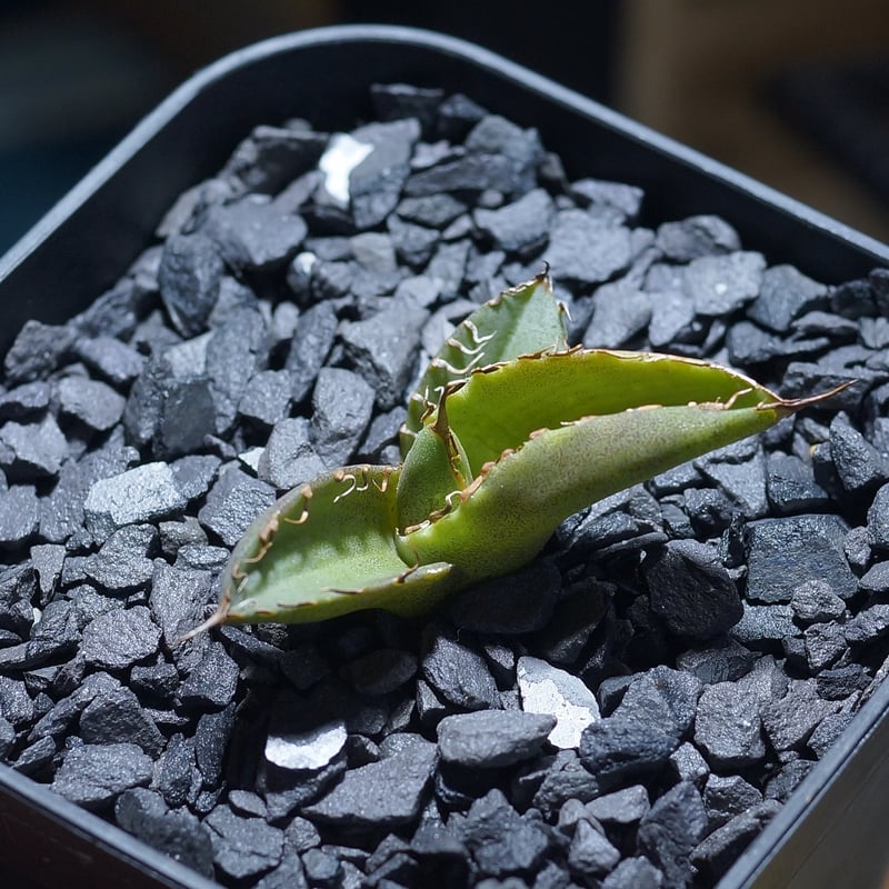 アガベ チタノタ 毒刺S/ 毒刺産 S-01 | アガベ専門店 モンスターハウス