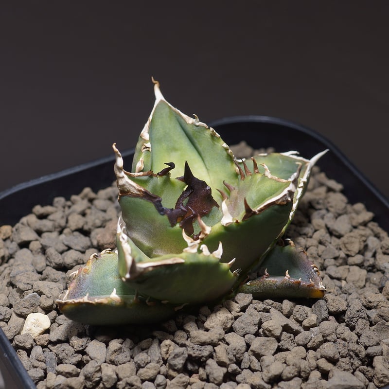 アガベ チタノタ ホワイトファイヤー/白火焔 WF-06 | アガベ専門店