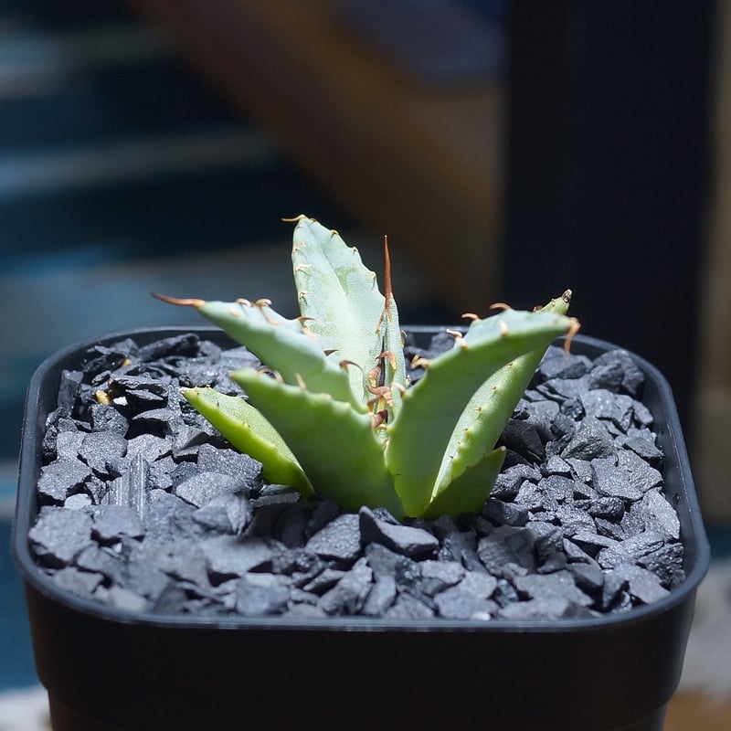 アガベ ハイブリッド 妖炎×姫厳竜/ Y×H-09 | アガベ専門店 モンスター