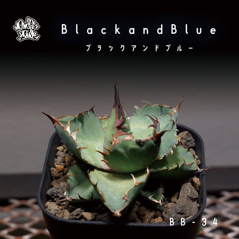 アガベ チタノタ ブラックアンドブルー/bb-34 | アガベ専門店