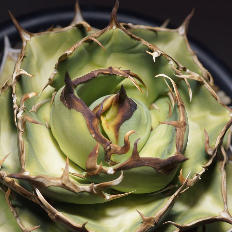 アガベ オアハカ オテロイ OX-01 | アガベ専門店 モンスターハウス