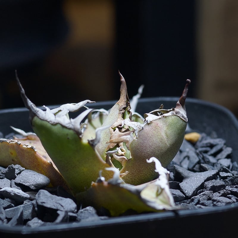 アガベ チタノタ シーザー 凱撒/ 毒刺産 cae-13 | アガベ専門店