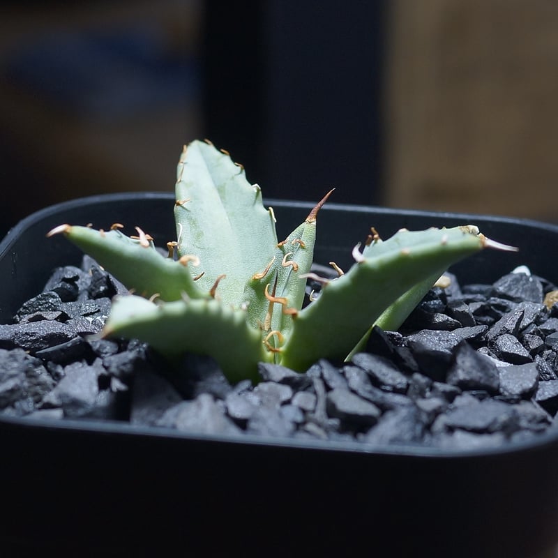 アガベ ハイブリッド 妖炎×姫厳竜/ Y×H-16 | アガベ専門店 モンスター