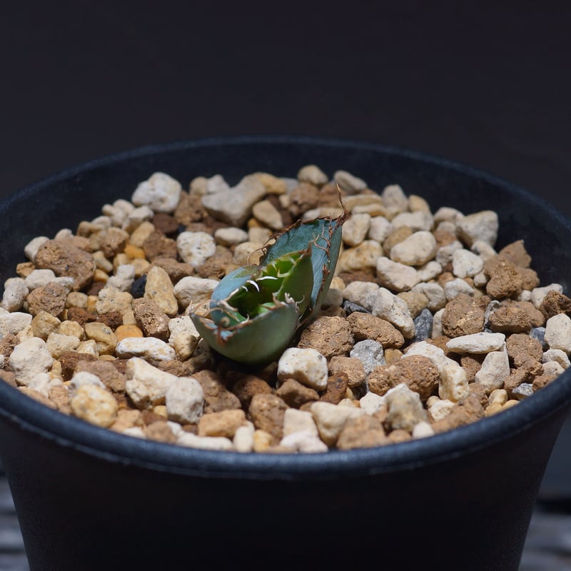 アガベ チタノタ ブラックアンドブルー（bb-15）BB子株 | アガベ専門店