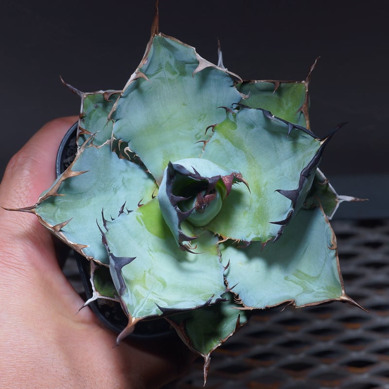 アガベ チタノタ ブラックアンドブルー/胴切り天部分 bb-21 | アガベ