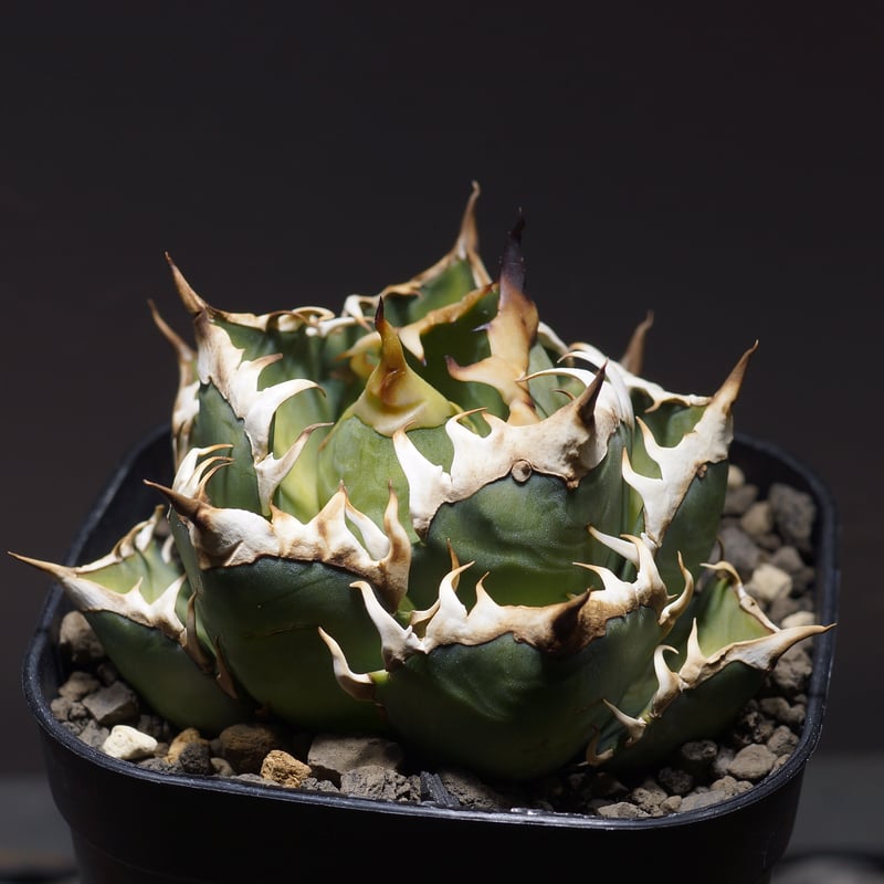 アガベ チタノタ レッドキャットウィーズル RC-06 | アガベ専門店