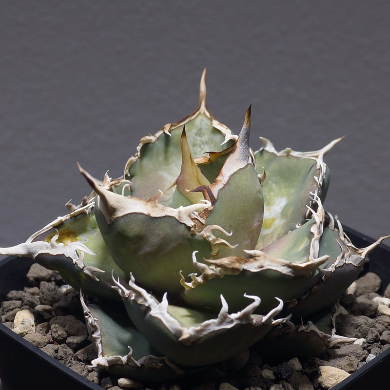 アガベ オテロイ FO-76/子株 F-28 | アガベ専門店 モンスターハウス