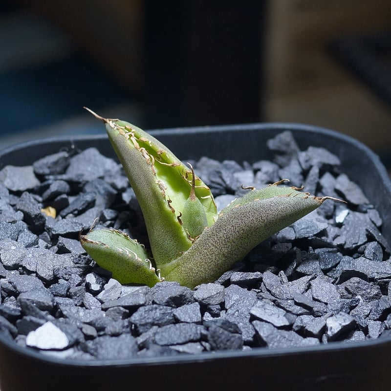 アガベ チタノタ 毒刺S/ 毒刺産 S-01 | アガベ専門店 モンスターハウス