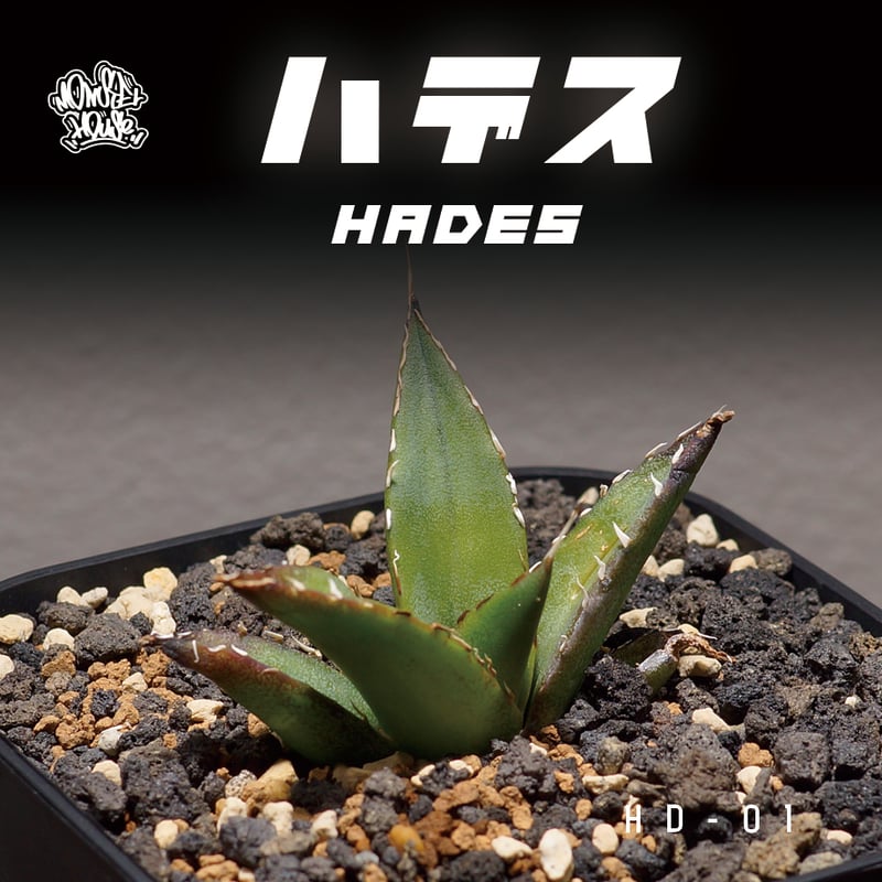 アガベ チタノタ ハデス / 黒帝斯 HD-01 | アガベ専門店 モンスターハウス