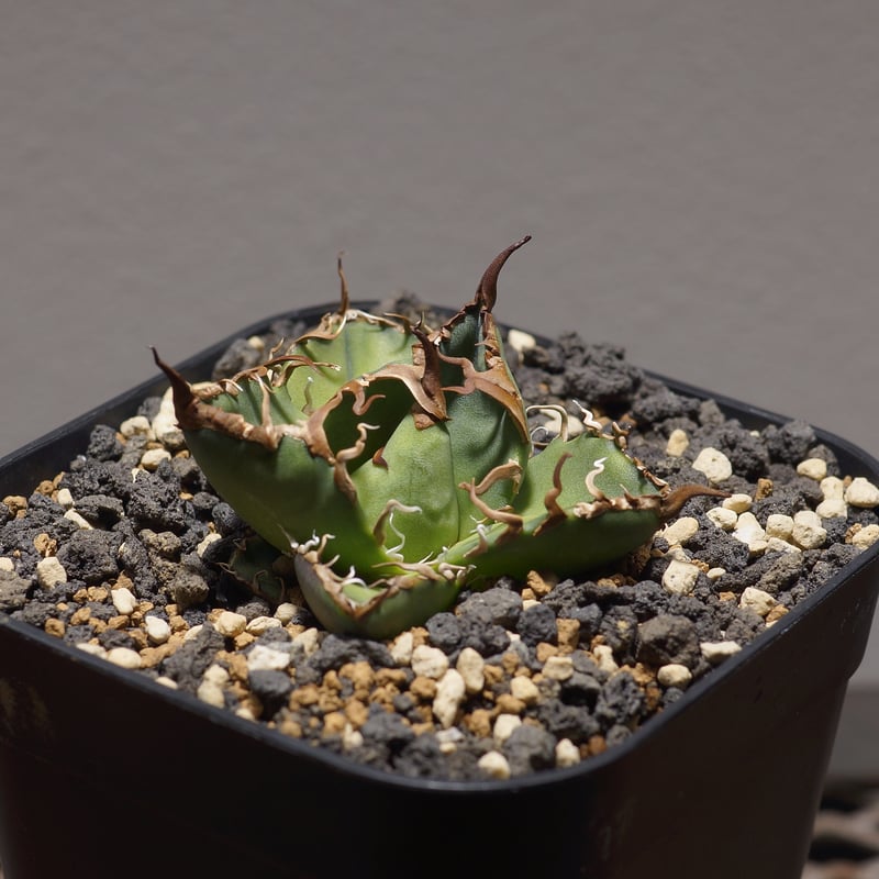 アガベ チタノタ シーザー 凱撒/cae-06 | アガベ専門店 モンスターハウス