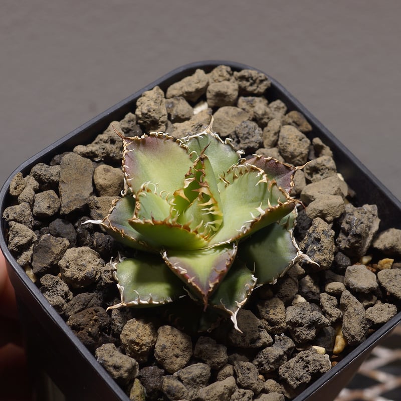 アガベ チタノタ フィリグリー /fg-01 | アガベ専門店 モンスターハウス