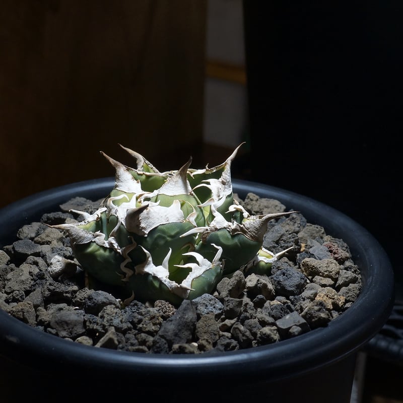 アガベ チタノタ 南アフリカダイヤモンド / SAD-07 | アガベ専門店