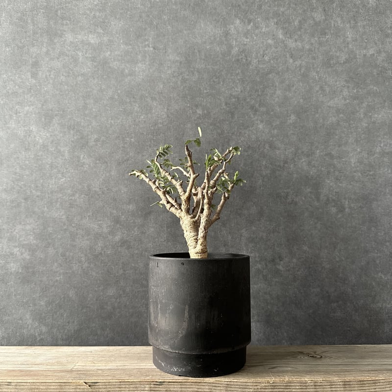 現地球・発根済】センナ メリディオナリスル 鉢付き 塊根植物