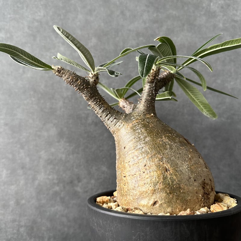 現地球・発根済】パキポディウム グラキリス 鉢付き 塊根植物