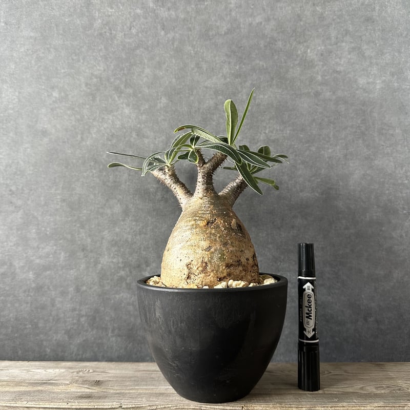 現地球・発根済】パキポディウム グラキリス 鉢付き 塊根植物