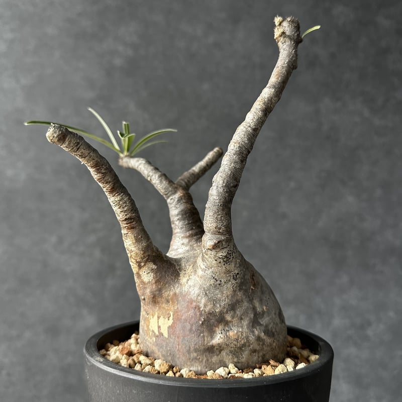 パキポディウム グラキリス【L】現地球/発根済 PGL-12 | Laule'a PLANTS