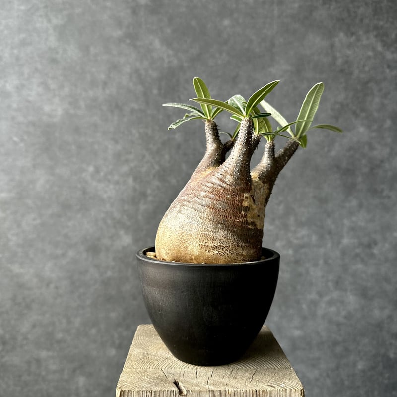 パキポディウム グラキリス【S】現地球/発根済み PGS-1 | Laule'a PLANTS