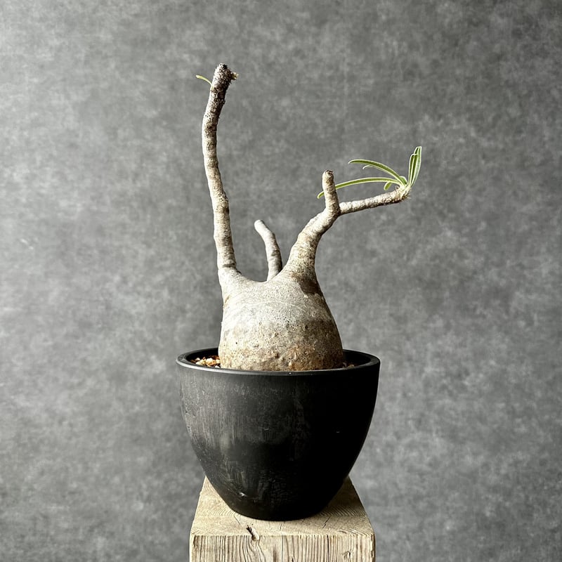 パキポディウム グラキリス【L】現地球/発根済 PGL-12 | Laule'a PLANTS