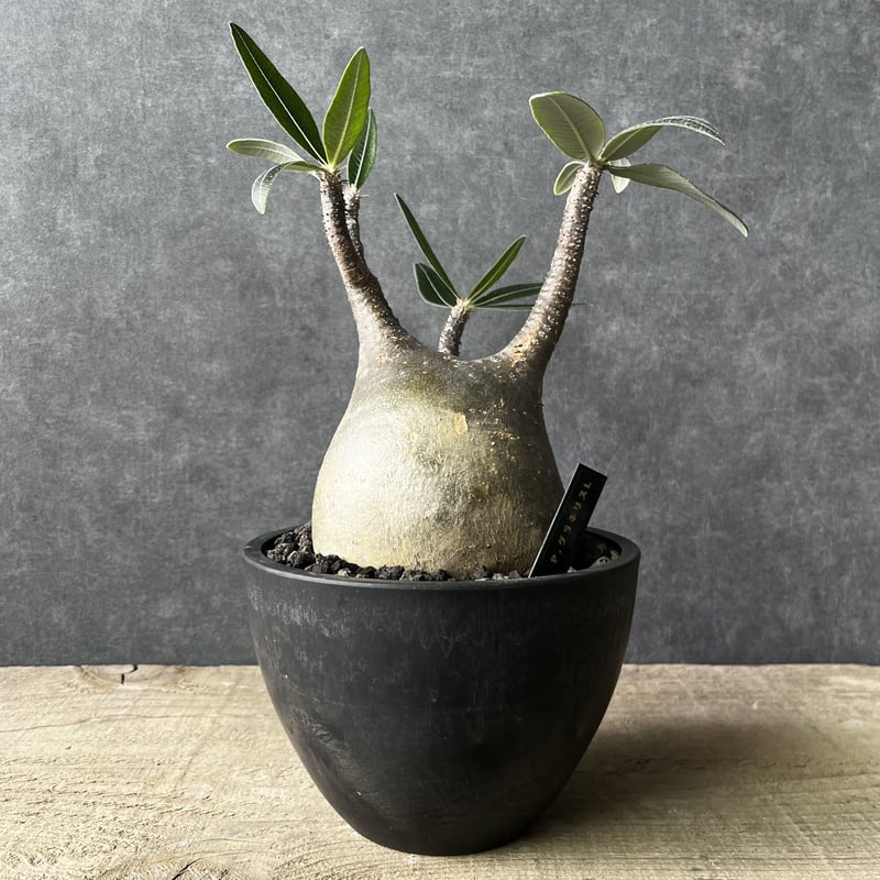 現地球・発根済】パキポディウム グラキリス 鉢付き 塊根植物