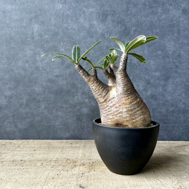 パキポディウム グラキリス【S】現地球/発根済み PGS-1 | Laule'a PLANTS