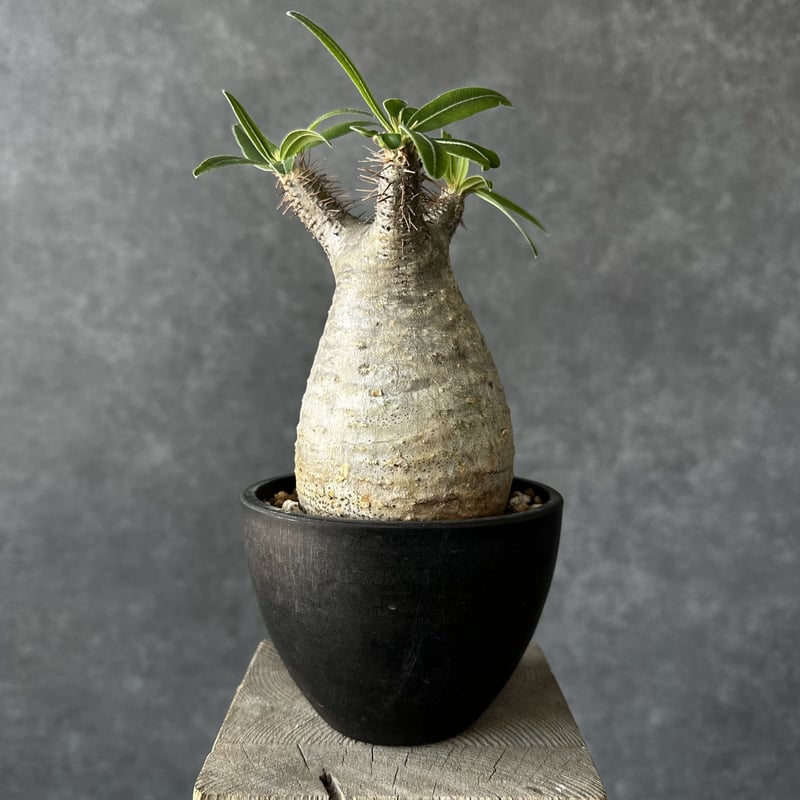 パキポディウム グラキリス【S】現地球/発根済 PGS-9 | Laule'a PLANTS