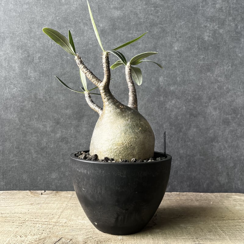 現地球・発根済】パキポディウム グラキリス 鉢付き 塊根植物