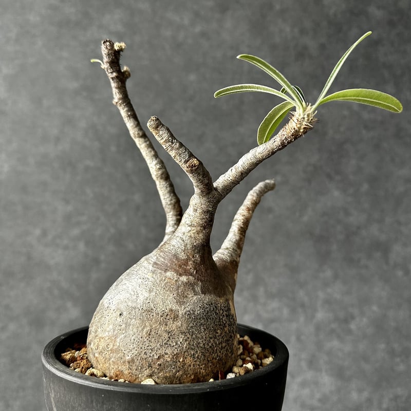 パキポディウム グラキリス【L】現地球/発根済 PGL-12 | Laule'a PLANTS