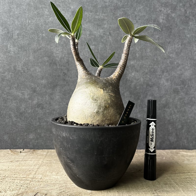 現地球・発根済】パキポディウム グラキリス 鉢付き 塊根植物