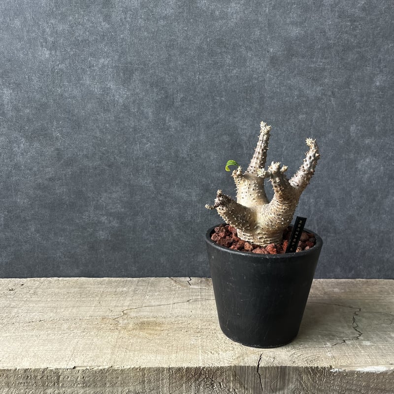 現地球・発根済】パキポディウム マカイエンセM 鉢付き 塊根植物